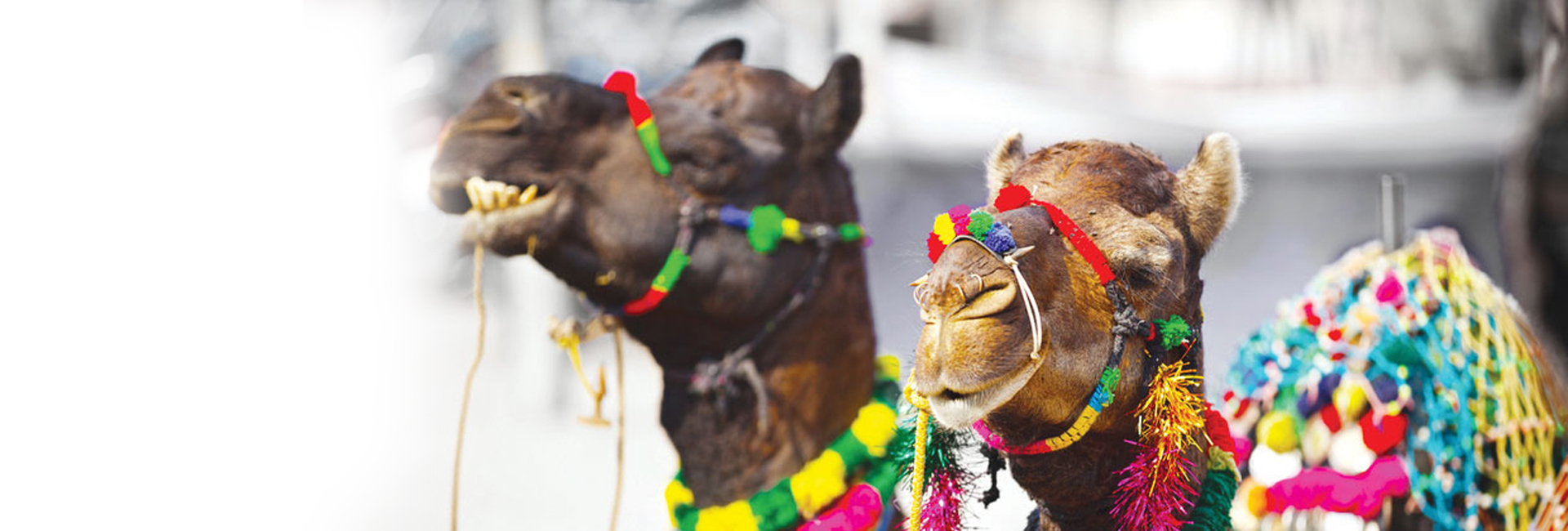 Rajasthan Wildlife With Forts