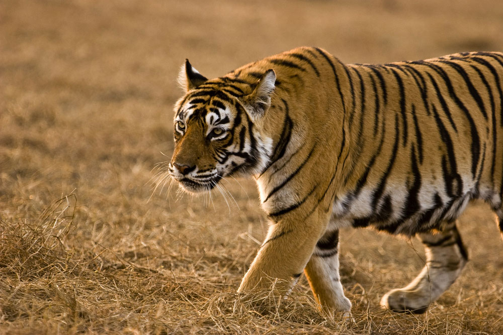 Rajasthan Wildlife With Forts