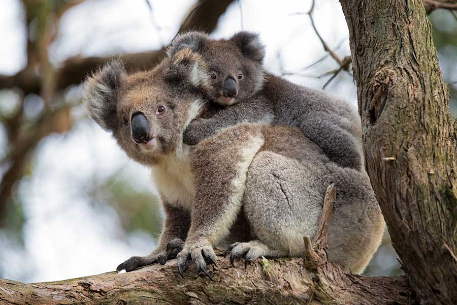 Adventurous Australia