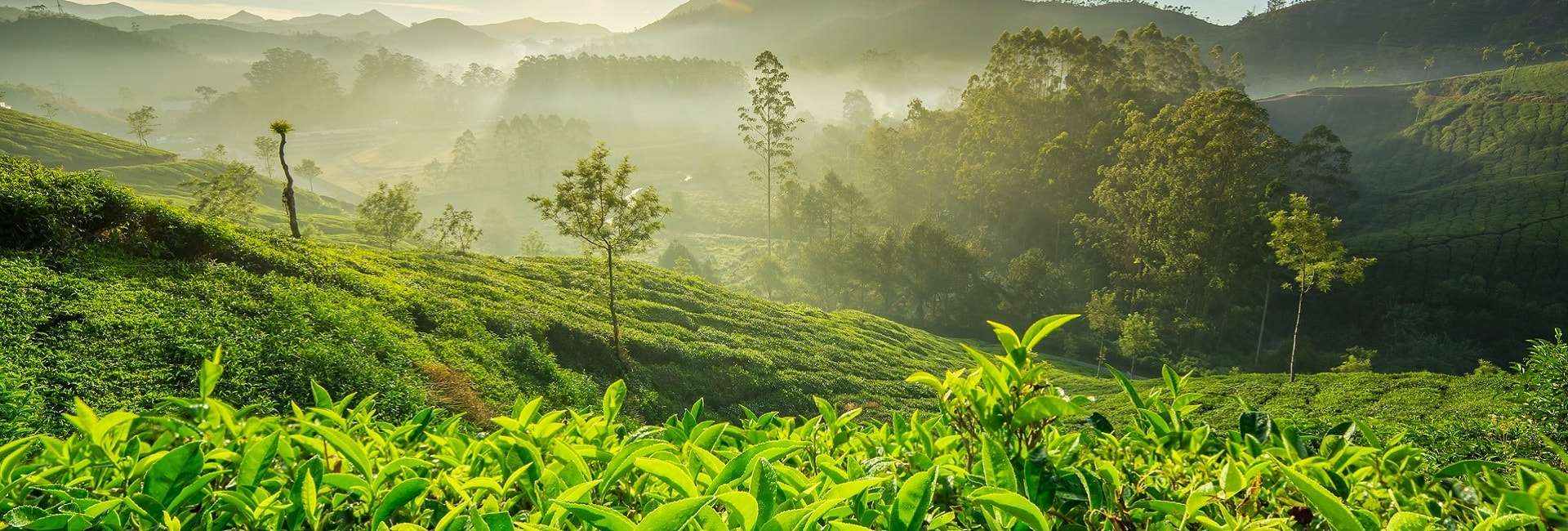 Captivating Kerala