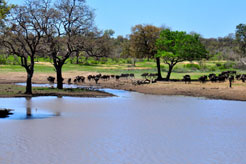 South Africa - Kruger